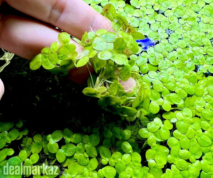 Greater Duckweed / Giant Duckweed For Poultry And Fish Farming photo 2
