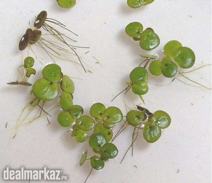 Greater Duckweed / Giant Duckweed For Poultry And Fish Farming photo 1