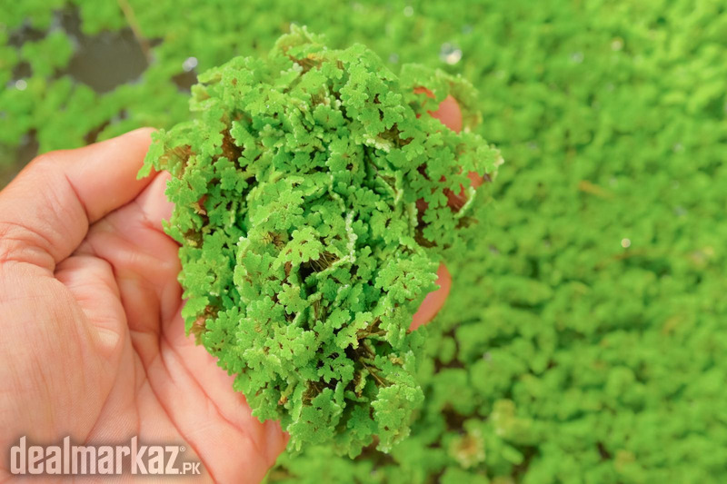 Organic Azolla Plant for Farming photo 2