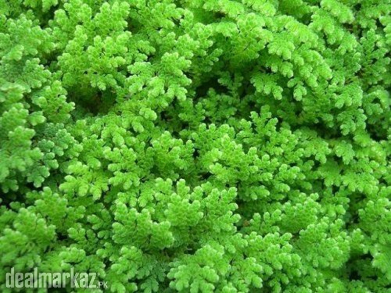 Organic Azolla Plant for Farming photo 1