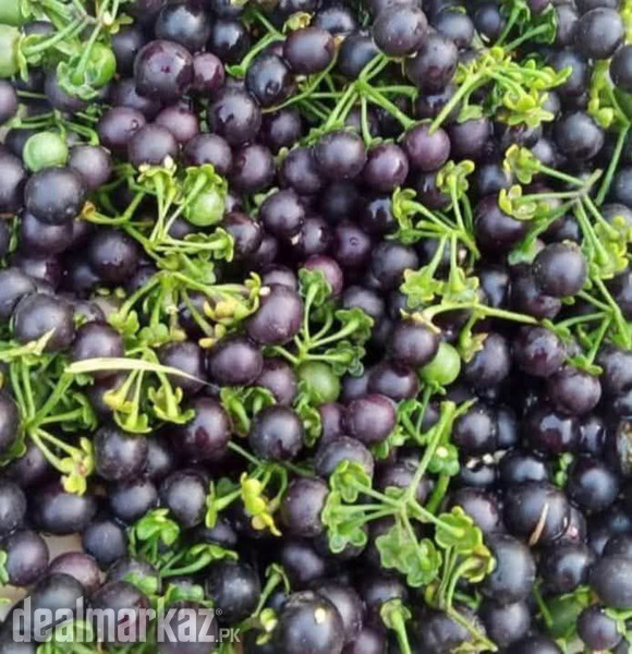 Wonderberry / Sunberry ( مکوہ ) photo 1