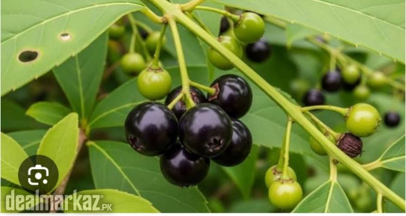 Wonderberry / Sunberry ( مکوہ ) photo 2