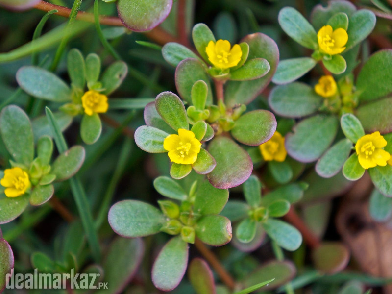 Purslane / Pigweed / Kulfa (کلفہ) photo 1