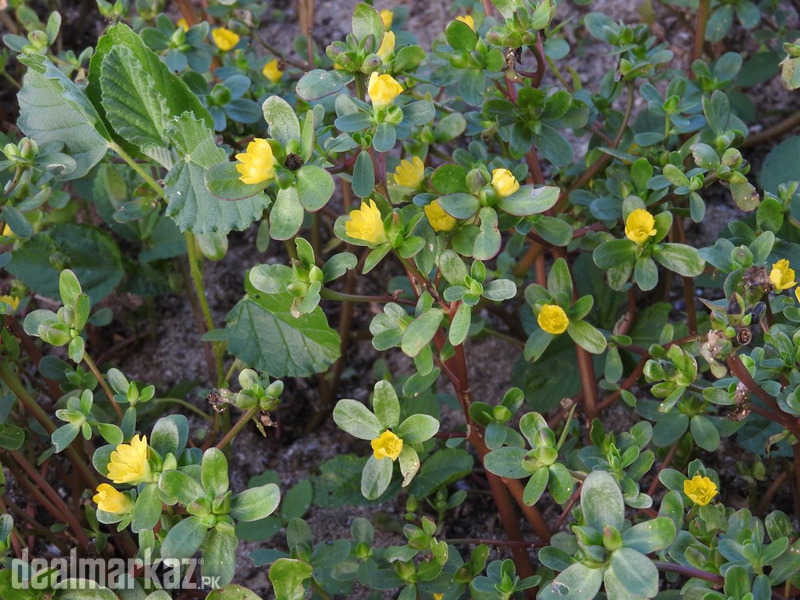 Purslane / Pigweed / Kulfa (کلفہ) photo 2