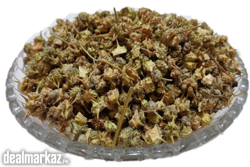 Puncture Vine / Tribulus terrestris ( گوکھرو) photo 2