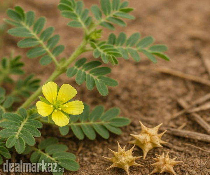 Puncture Vine / Tribulus terrestris ( گوکھرو) photo 1