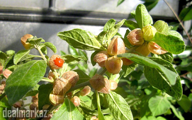 Ashwagandha / Clustered wintercherry ( Plants ) photo 2