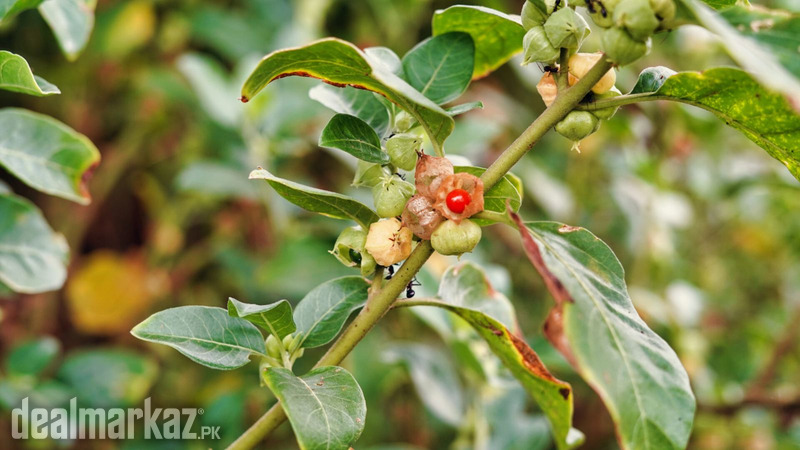 Ashwagandha / Clustered wintercherry ( Plants ) photo 1