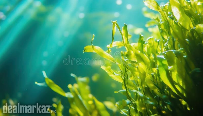 Spirulina / Lato seaweed ( Gutweed ) Laminaria photo 1