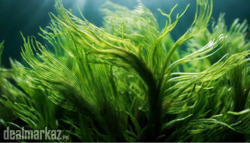 Spirulina / Lato seaweed ( Gutweed ) Laminaria photo 2