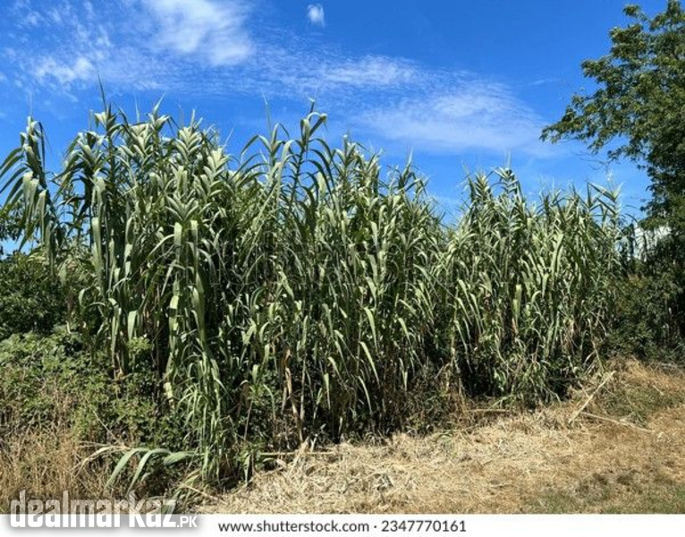 Giant cane / Arundo donax / Carrizo / Arundo photo 2