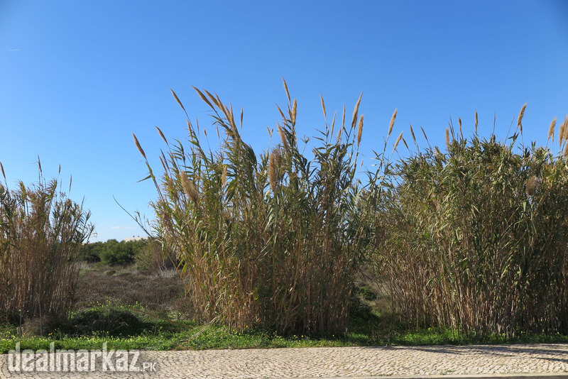Giant cane / Arundo donax / Carrizo / Arundo photo 1