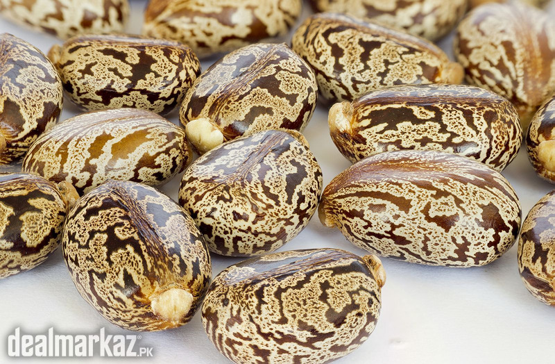 Castor oil plant / Castor bean / Castor oil tree photo 1