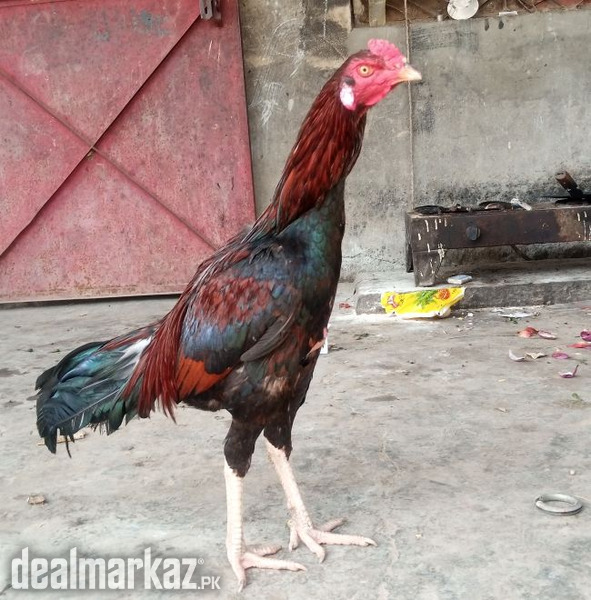Shandaar Aseel Murgha - High Quality Breed | Mashallah Active photo 1