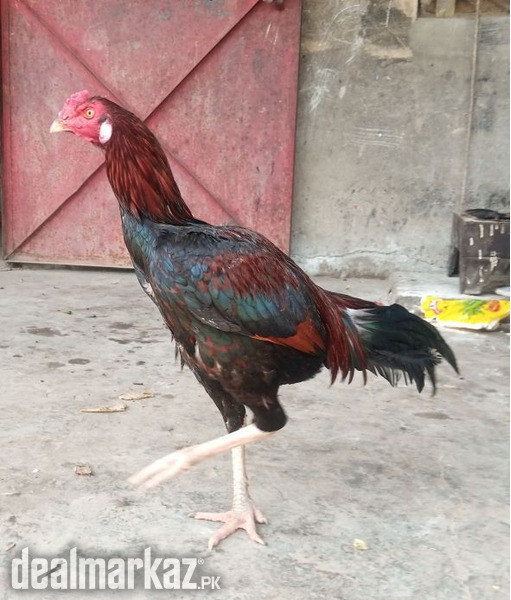 Shandaar Aseel Murgha - High Quality Breed | Mashallah Active photo 2