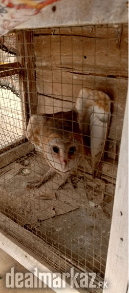 Owl Barn Active photo 2