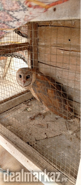 Owl Barn Active photo 1