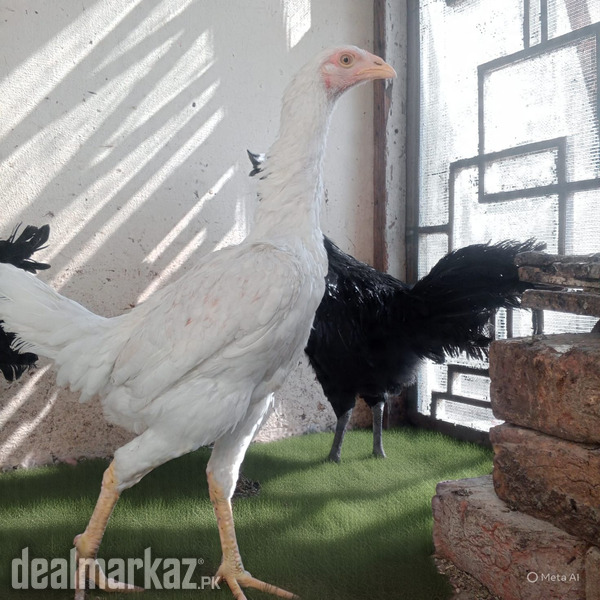 Ayam cimani and shamo cross phati photo 1