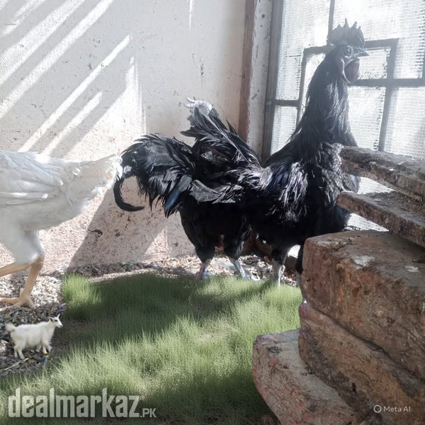 Ayam cimani and shamo cross phati photo 2