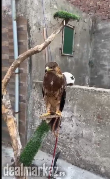 Big Size Golden Eagle photo 2