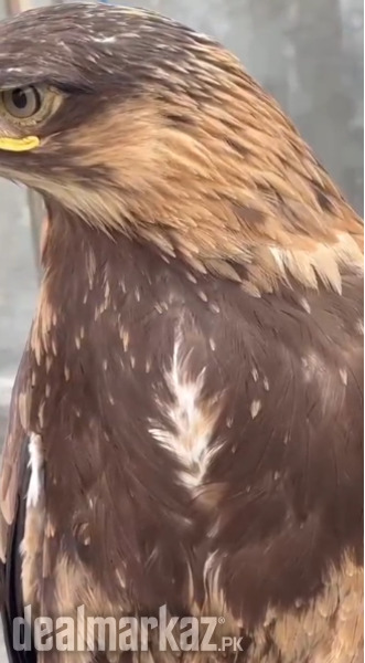 Big Size Golden Eagle photo 1