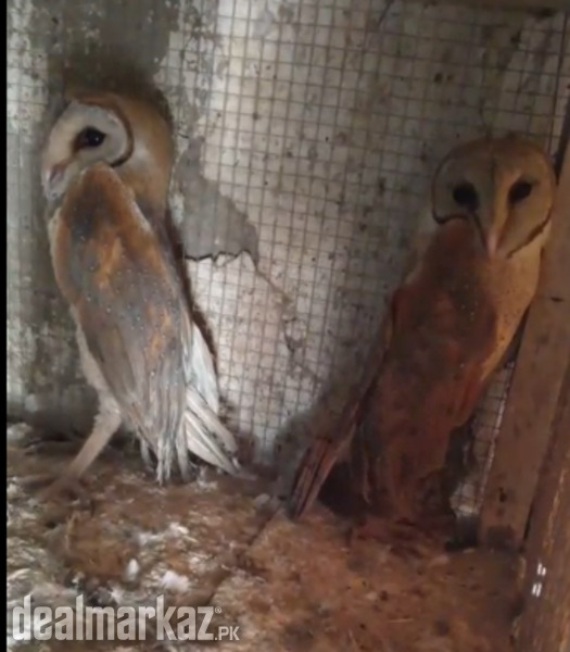 Beautiful White Barn Owl Jora photo 1