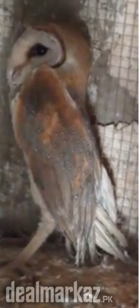 Beautiful White Barn Owl Jora photo 2