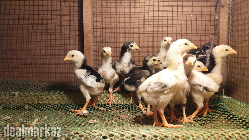 Shamo | Shamo Aseel | Aseel Thi chicks | King Shamo| Shamo Chicks| Thi photo 1