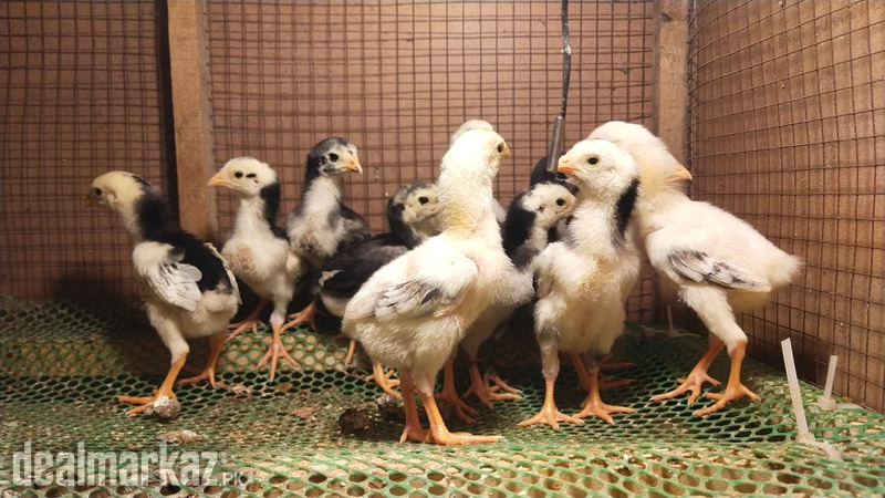 Shamo | Shamo Aseel | Aseel Thi chicks | King Shamo| Shamo Chicks| Thi photo 2