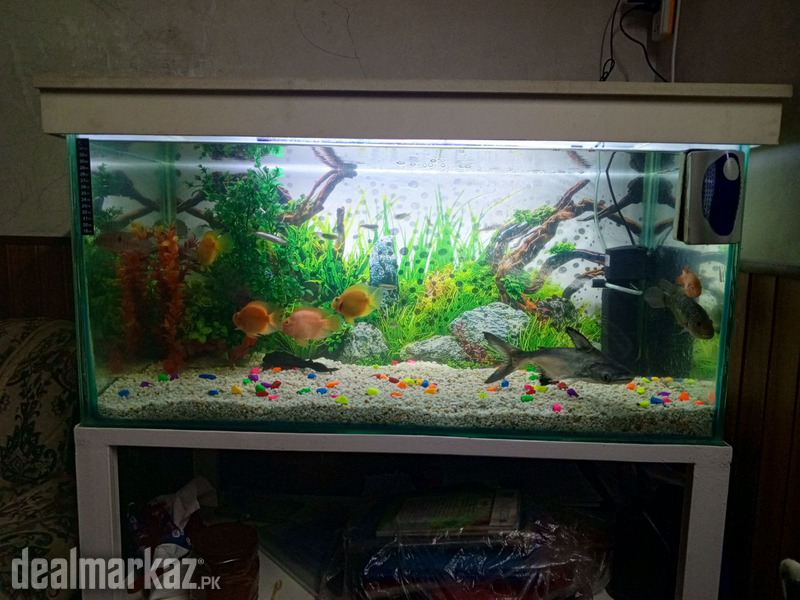 Brand new aquarium for sale with exotic fish photo 1