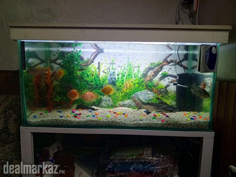 Brand new aquarium for sale with exotic fish photo 2