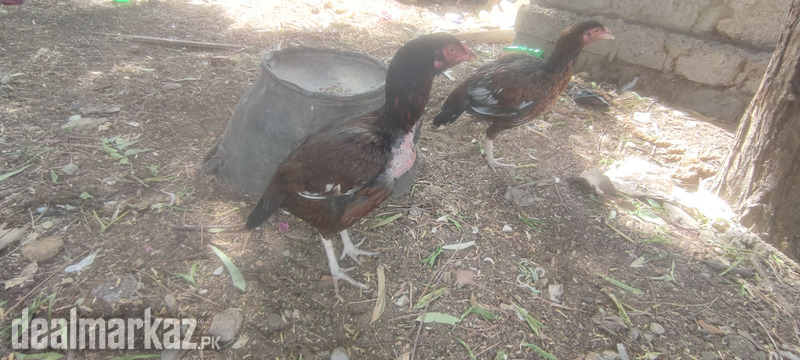 Aseel patthi brown photo 1