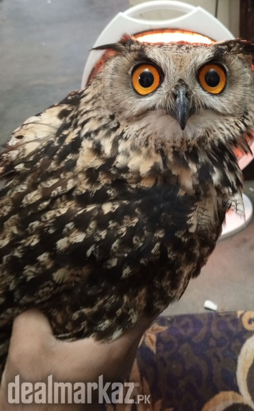 Eurasian eagle owl photo 2