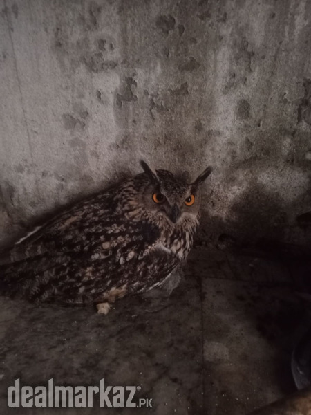 Eurasian eagle owl photo 1