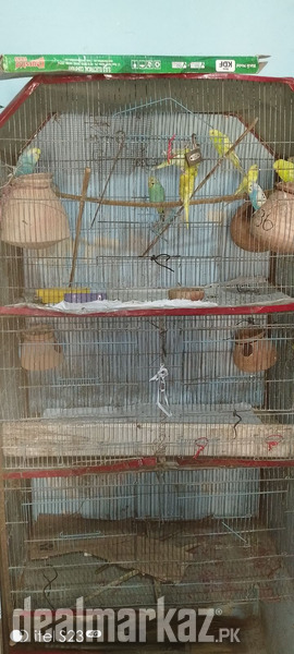 Parrot Australian 40 paier sale photo 1