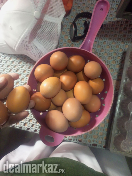 Lohman brown eggs photo 1