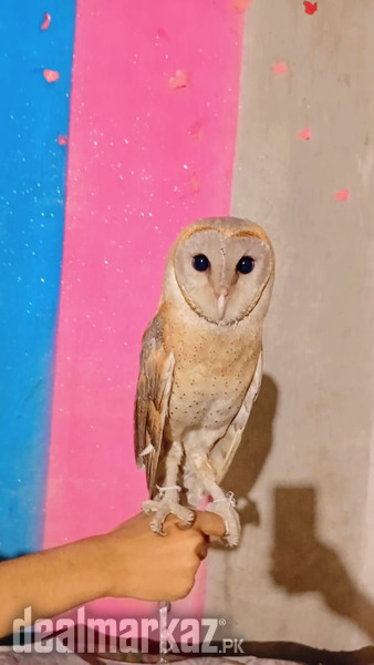 Barn owl for sale photo 1