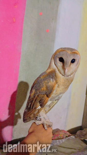 Barn owl for sale photo 2