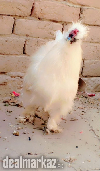 Silkie and Desi Chicks Available for sell photo 1