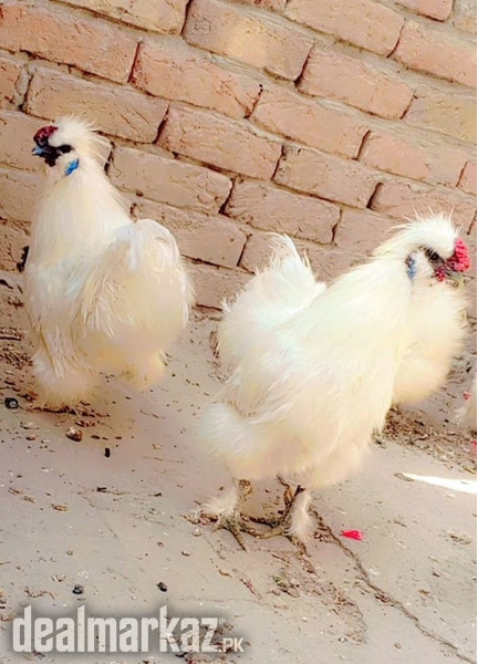Silkie and Desi Chicks Available for sell photo 2