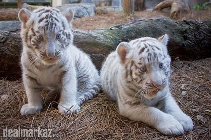 White tiger cub photo 1
