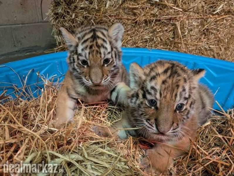 Tiger cub (available) photo 1