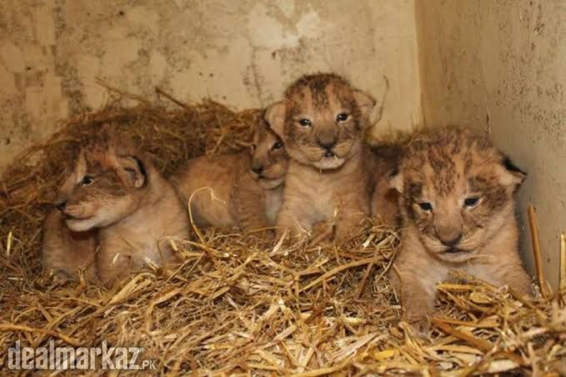 African lion cub photo 1
