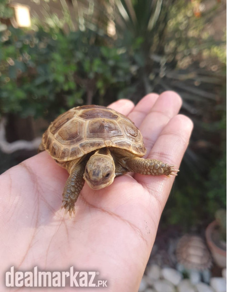 Russian baby tortoise photo 1