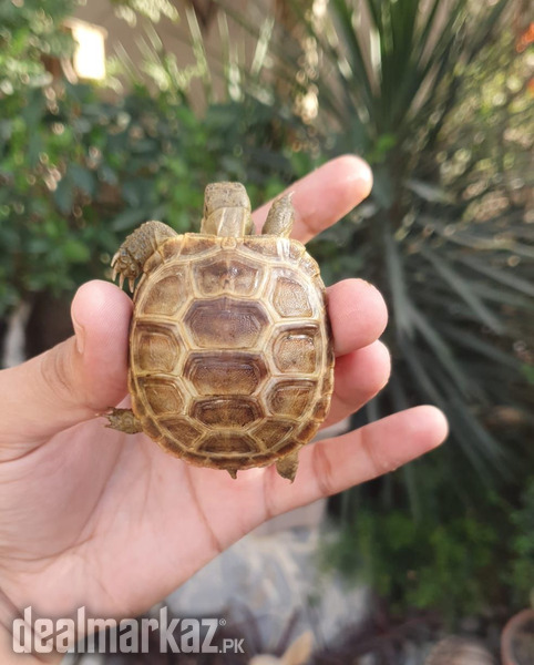 Russian baby tortoise photo 2