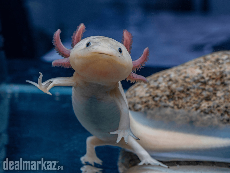 Axolotl (rare breed) photo 1