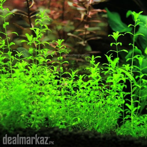 Aquatic plants and River sand photo 2
