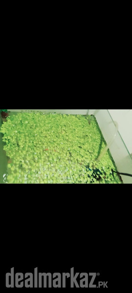 Aquatic plants and River sand photo 1