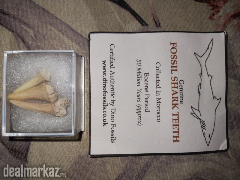 Genuine Fossil Shark Teeths from Morocco (50 Million Years Approx) photo 2