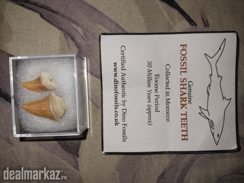 Genuine Fossil Shark Teeths from Morocco (50 Million Years Approx) photo 1